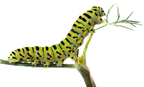 Catterpillar 1