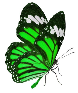 Motyl 1 Motyl 1